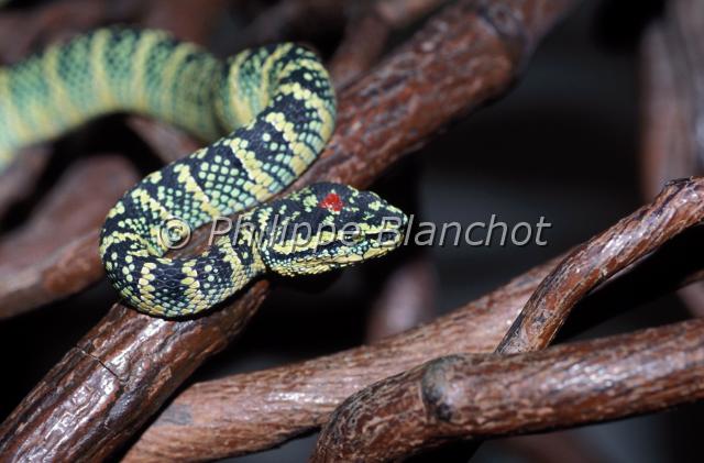 tropidolaemus wagleri.JPG - Vipère des templesTropidolaemus wagleriWagler's viperSquamata, Viperidae, CrotalinaeSnake Temple or Temple of the Azure CloudSungei Kluang, PenangMalaisie